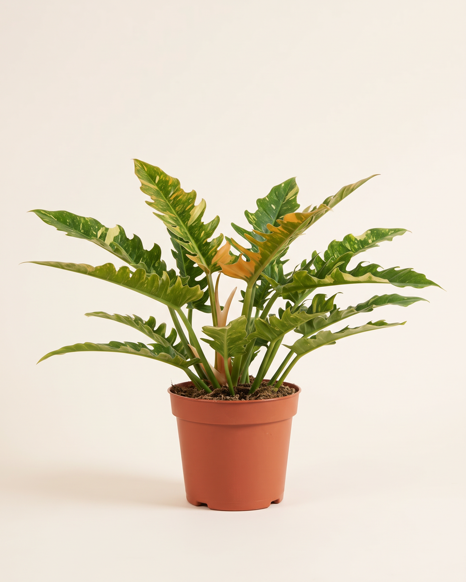 Philodendron Ring Of Fire Bush فيلودندرون رينج أوف فاير
