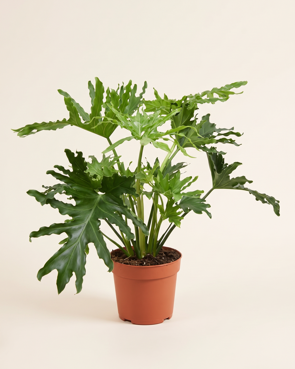 Philodendron Selloum Bush فيلودندرون سيلوم