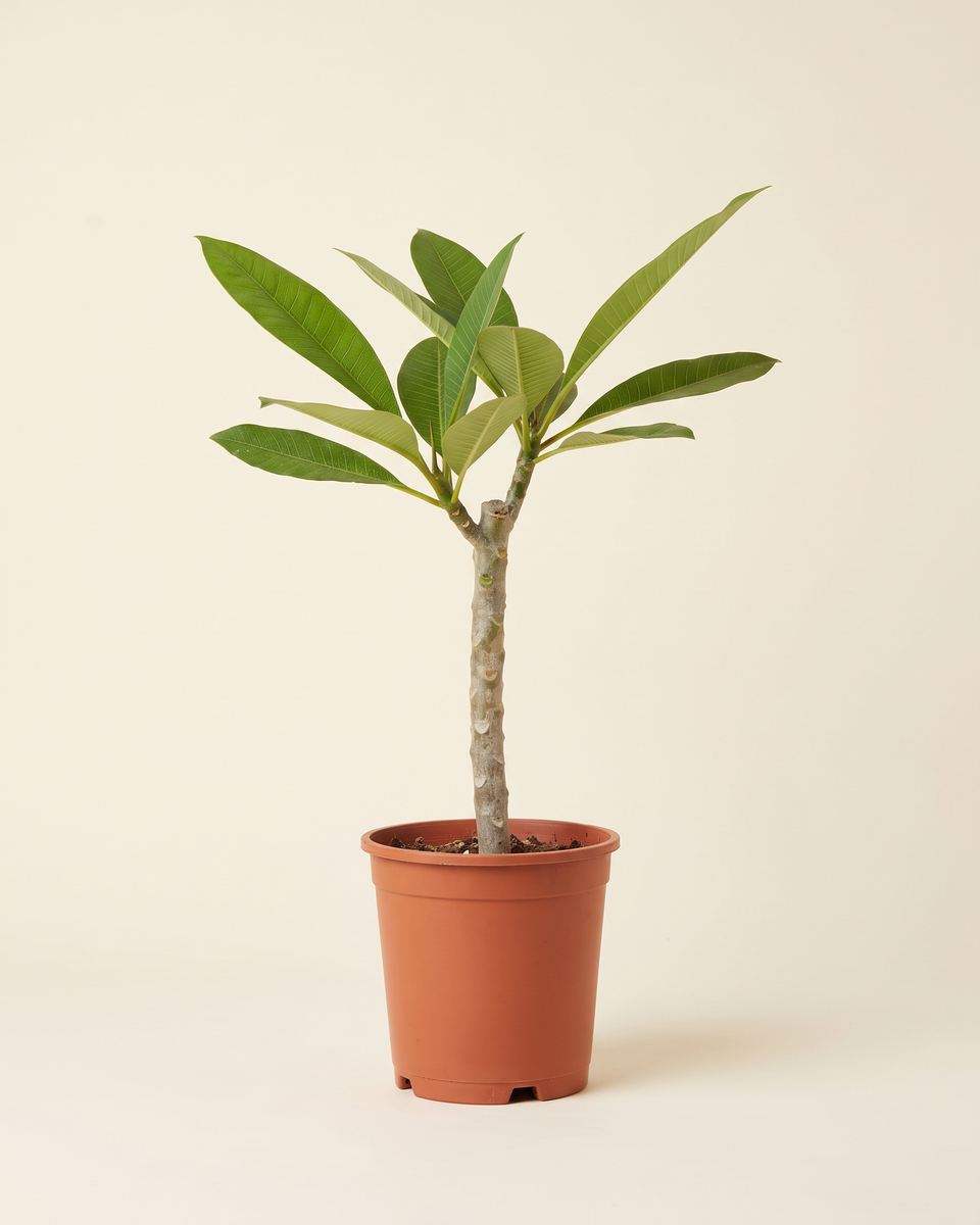 Plumeria Single Stem (Young) بلوميريا