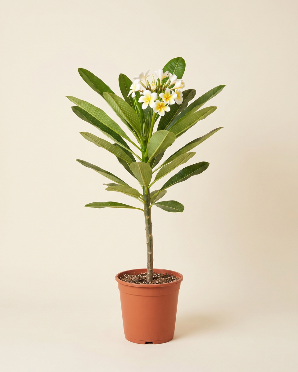 Plumeria Single Stem بلوميريا