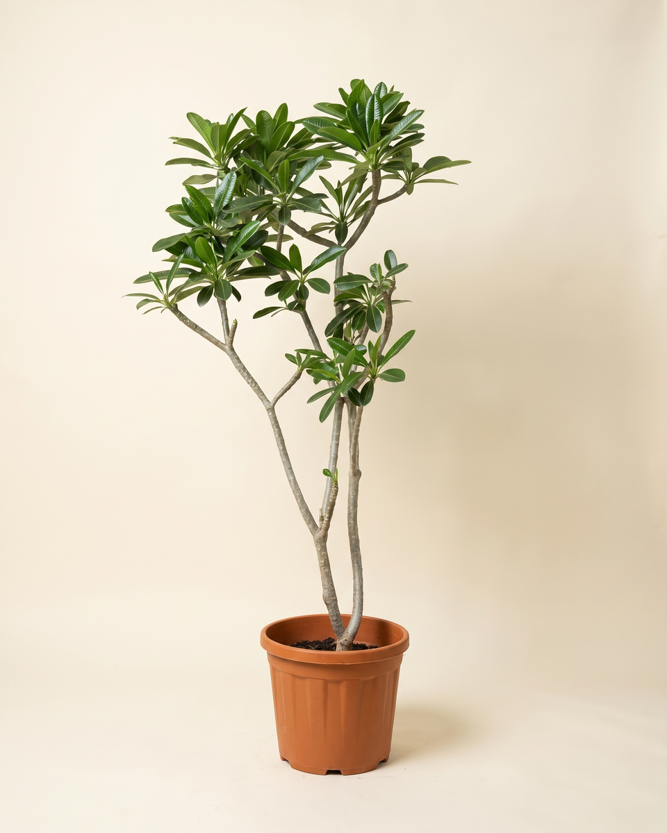Plumeria Singapore Branched Tree بلوميريا