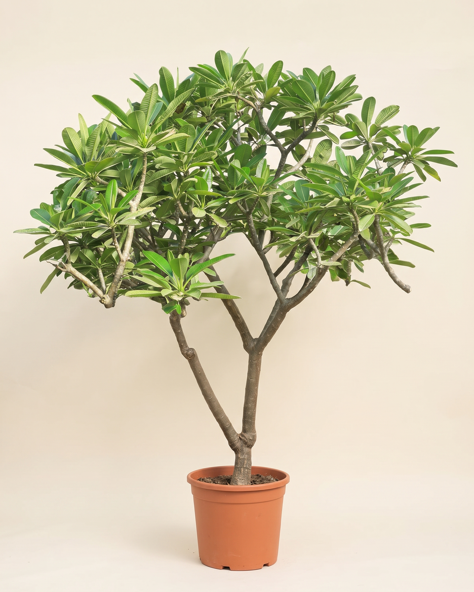 Plumeria Singapore Branched Tree (Specimen) بلوميريا