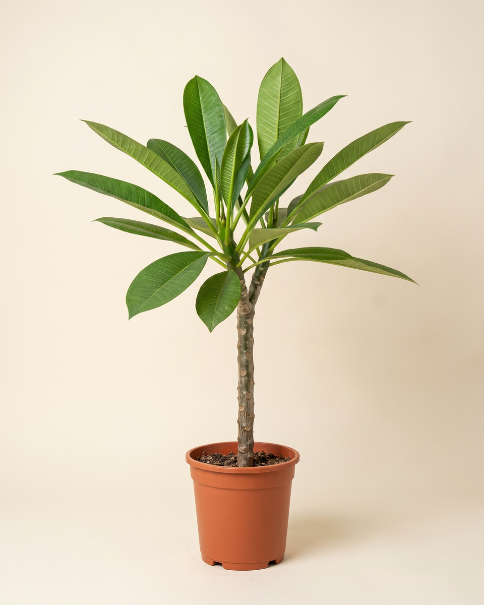 Plumeria Single Stem بلوميريا
