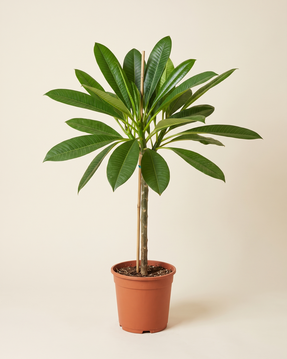 Plumeria Alba Single Stem بلوميريا