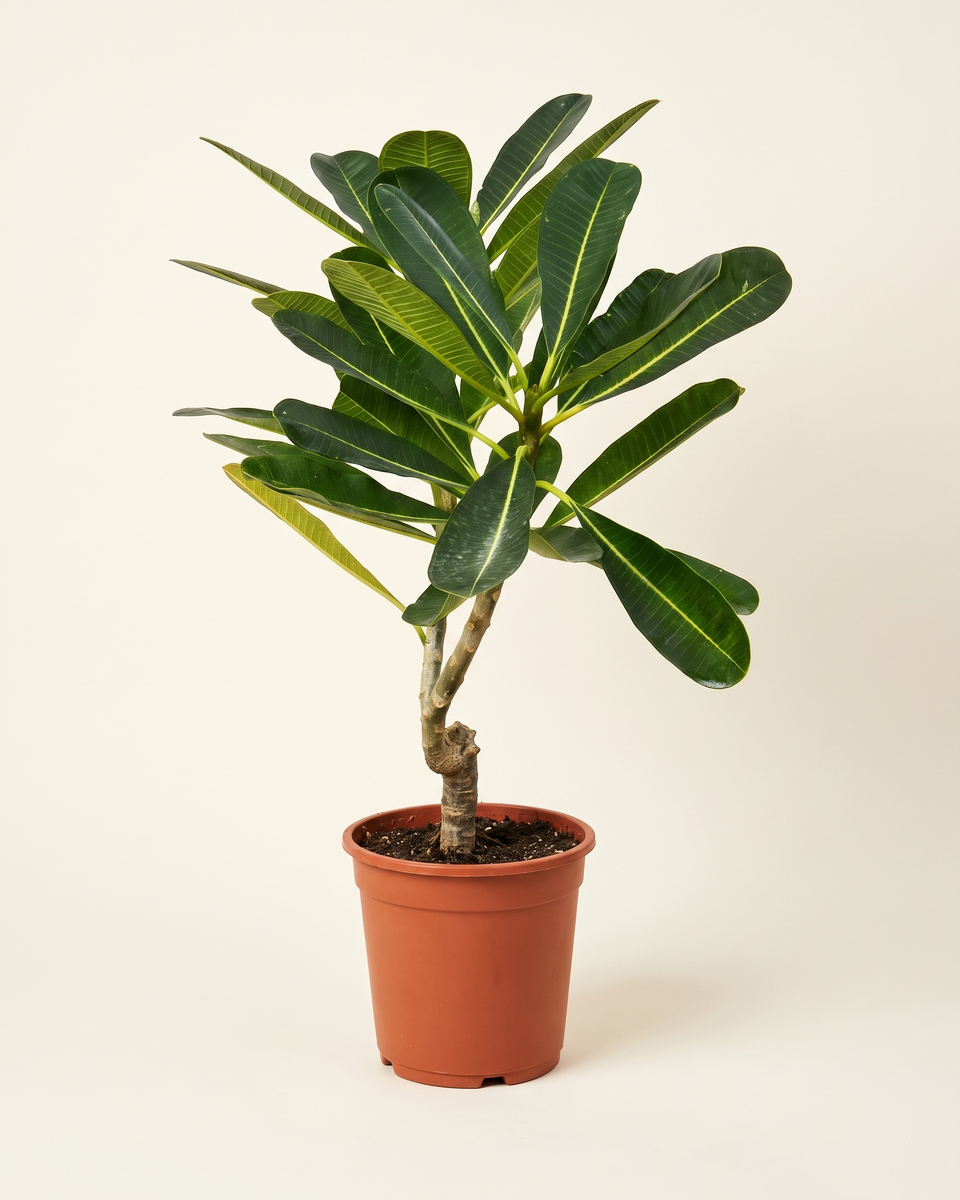 Plumeria Obtusa Single Stem بلوميريا