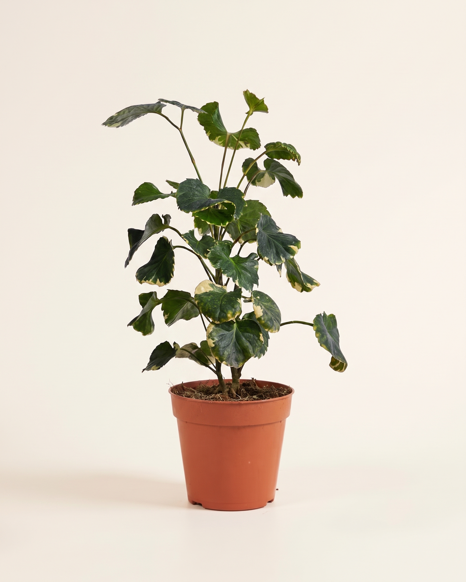 Polyscias Butterfly Variegated Bush بوليسياس باترفلاي مبرقشة