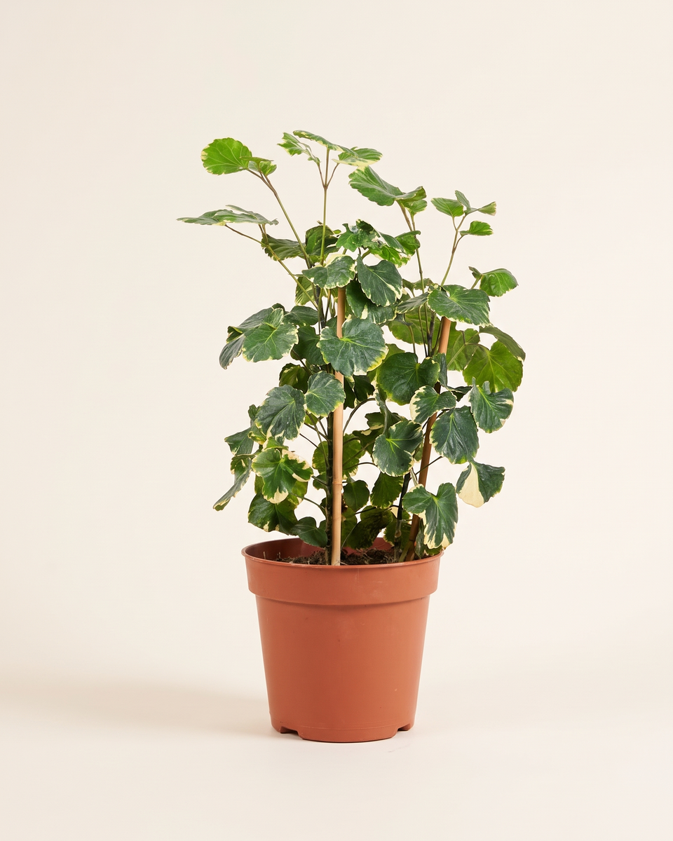 Polyscias Butterfly Variegated Bush بوليسياس باترفلاي مبرقشة