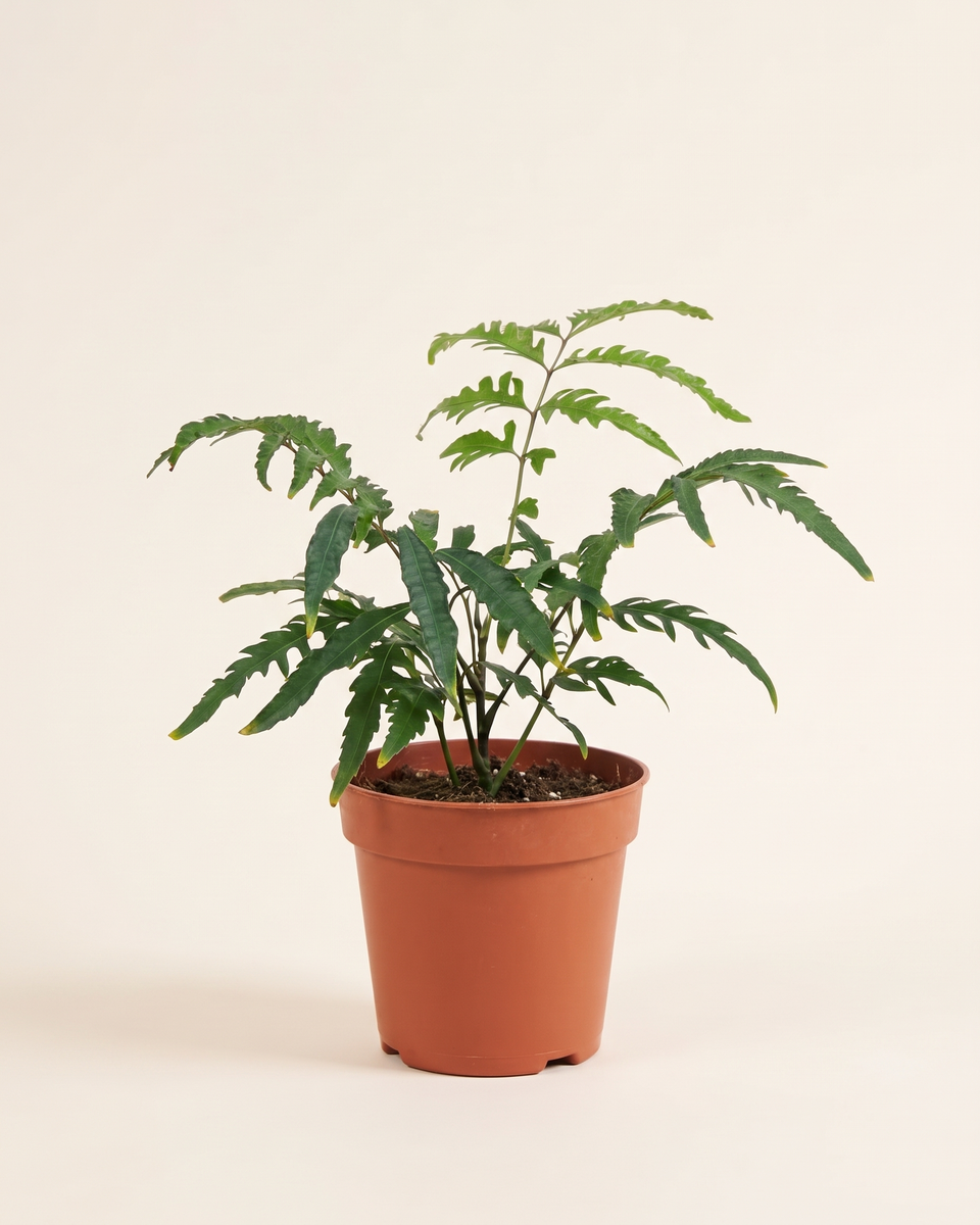 Polyscias Filicifolia Bush بوليسياس فيليسيفوليا (أراليا ورق السرخس)