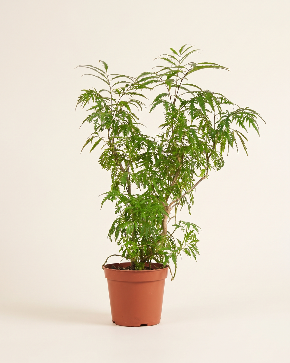 Polyscias Filicifolia Bush بوليسياس فيليسيفوليا (أراليا ورق السرخس)
