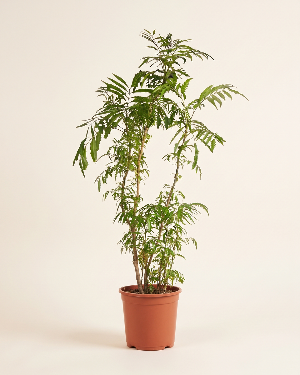 Polyscias Filicifolia Bush بوليسياس فيليسيفوليا (أراليا ورق السرخس)