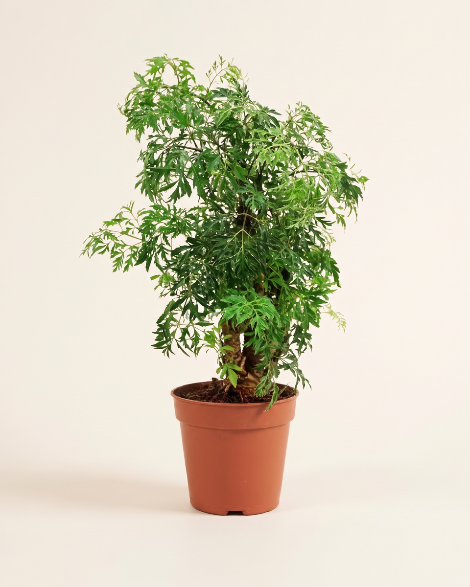 Polyscias Hawaiiana Ming Bush بوليسياس هاوايانا مينغ