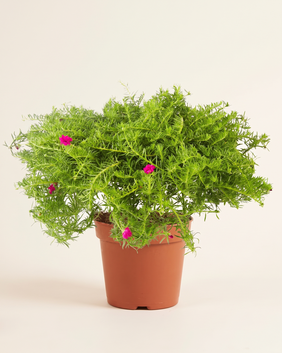 Portulaca Algerie Bush بورتولاكا