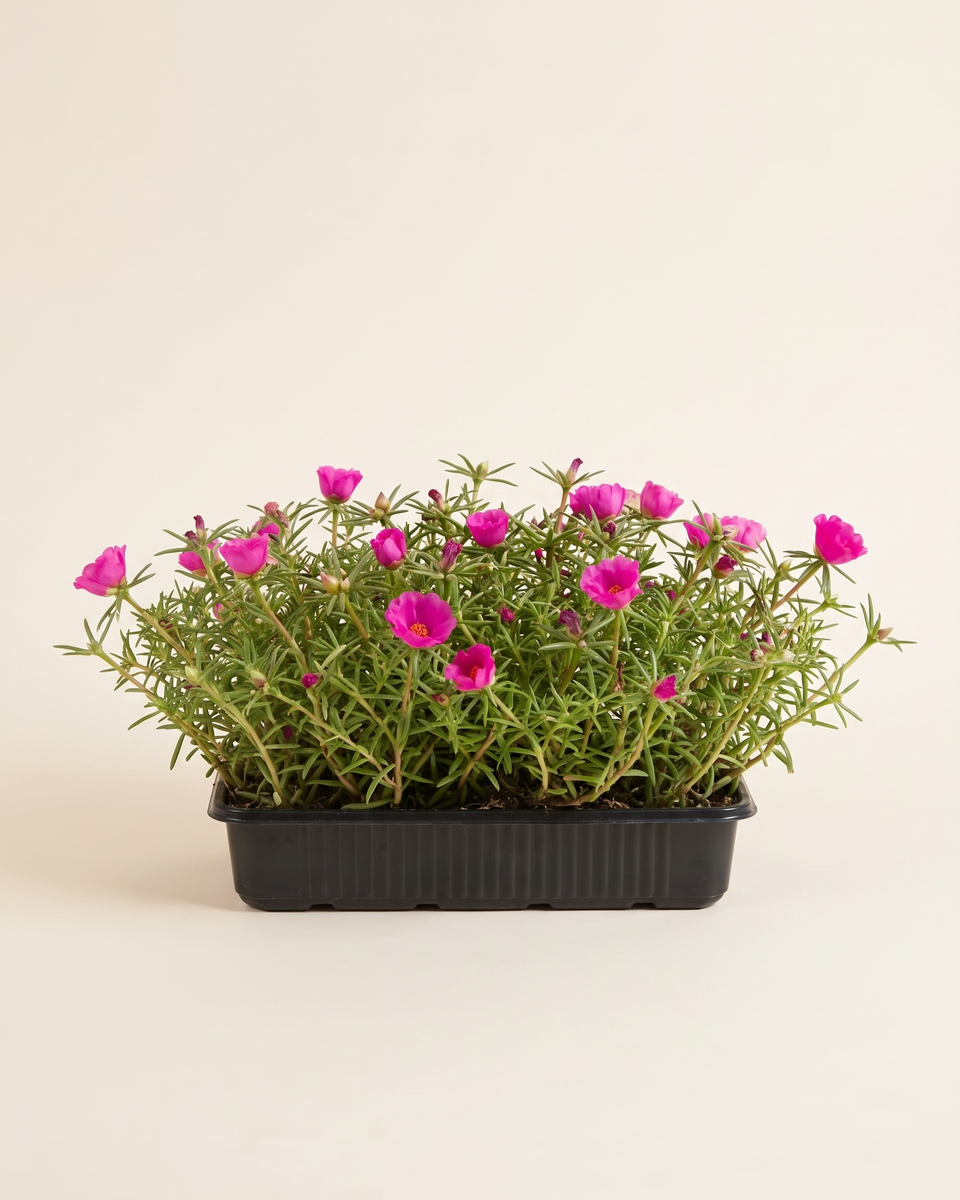 Portulaca German Tray بورتولاكا