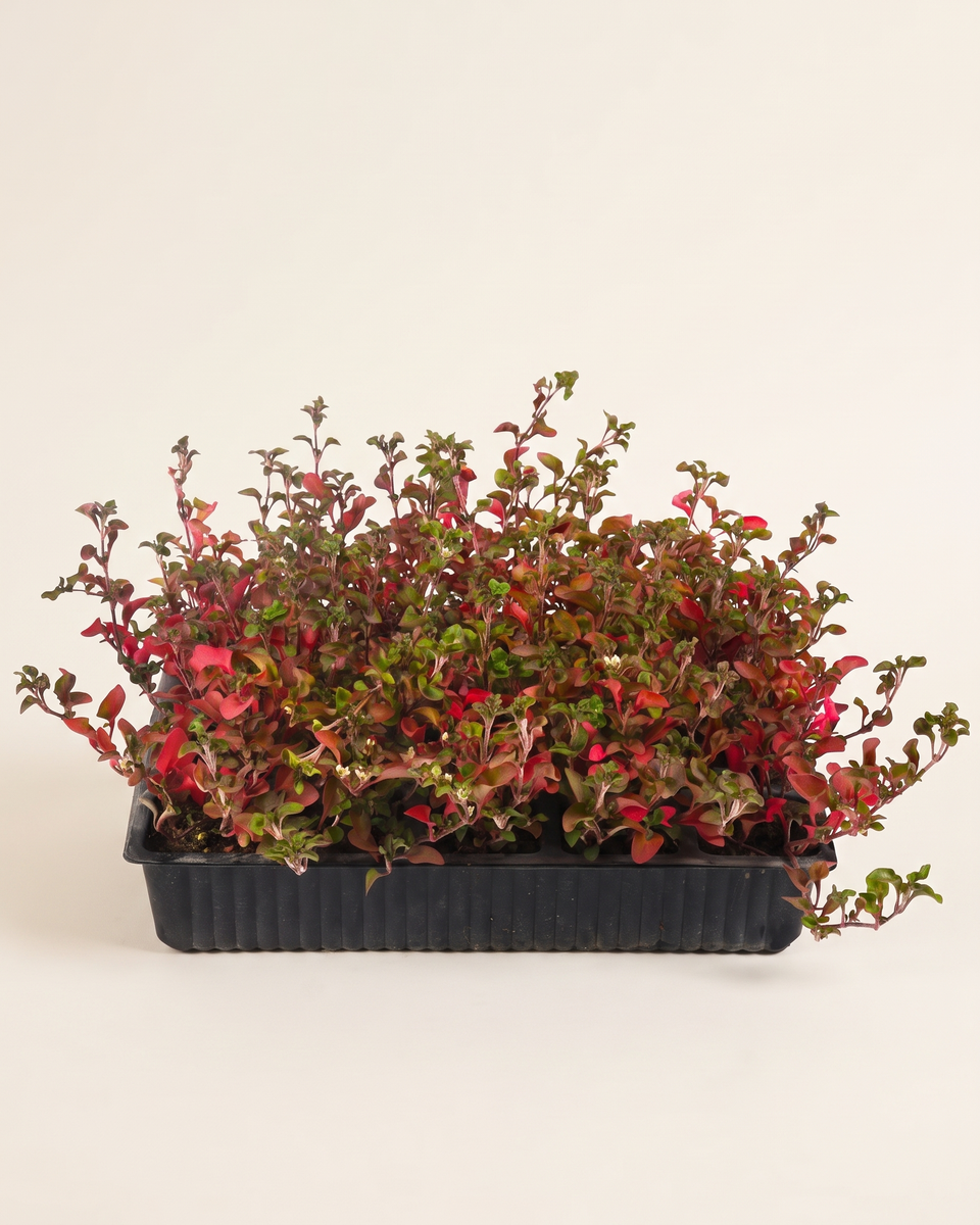 Portulaca Indian Tray بورتولاكا