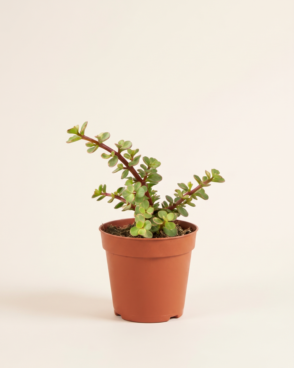 Portulaca Portulacaria Afra Bush (Young) بورتولاكا