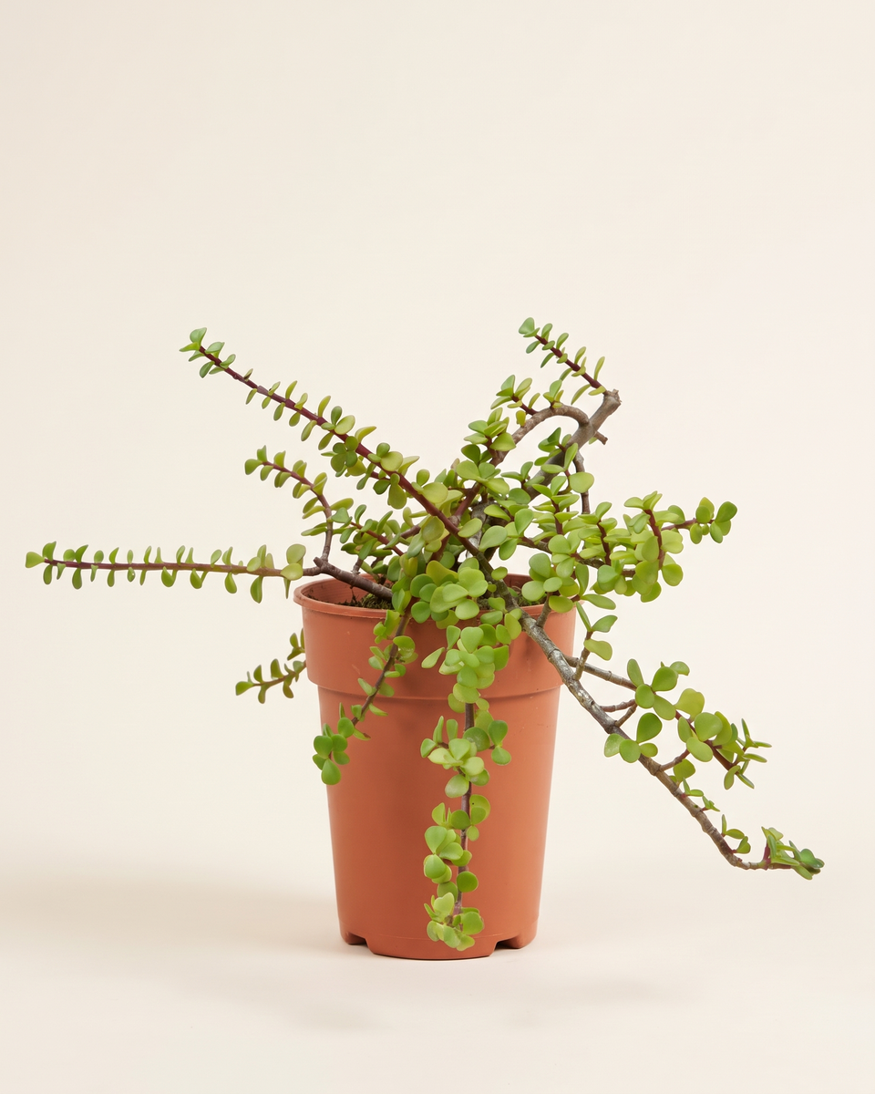 Portulaca Portulacaria Afra Bush بورتولاكا