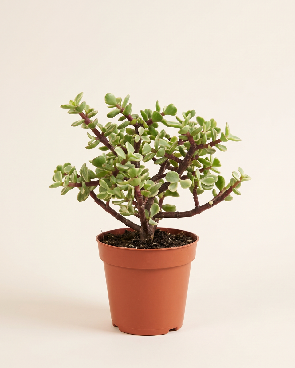 Portulaca Portulacaria Afra Variegata Bush (Young) بورتولاكا