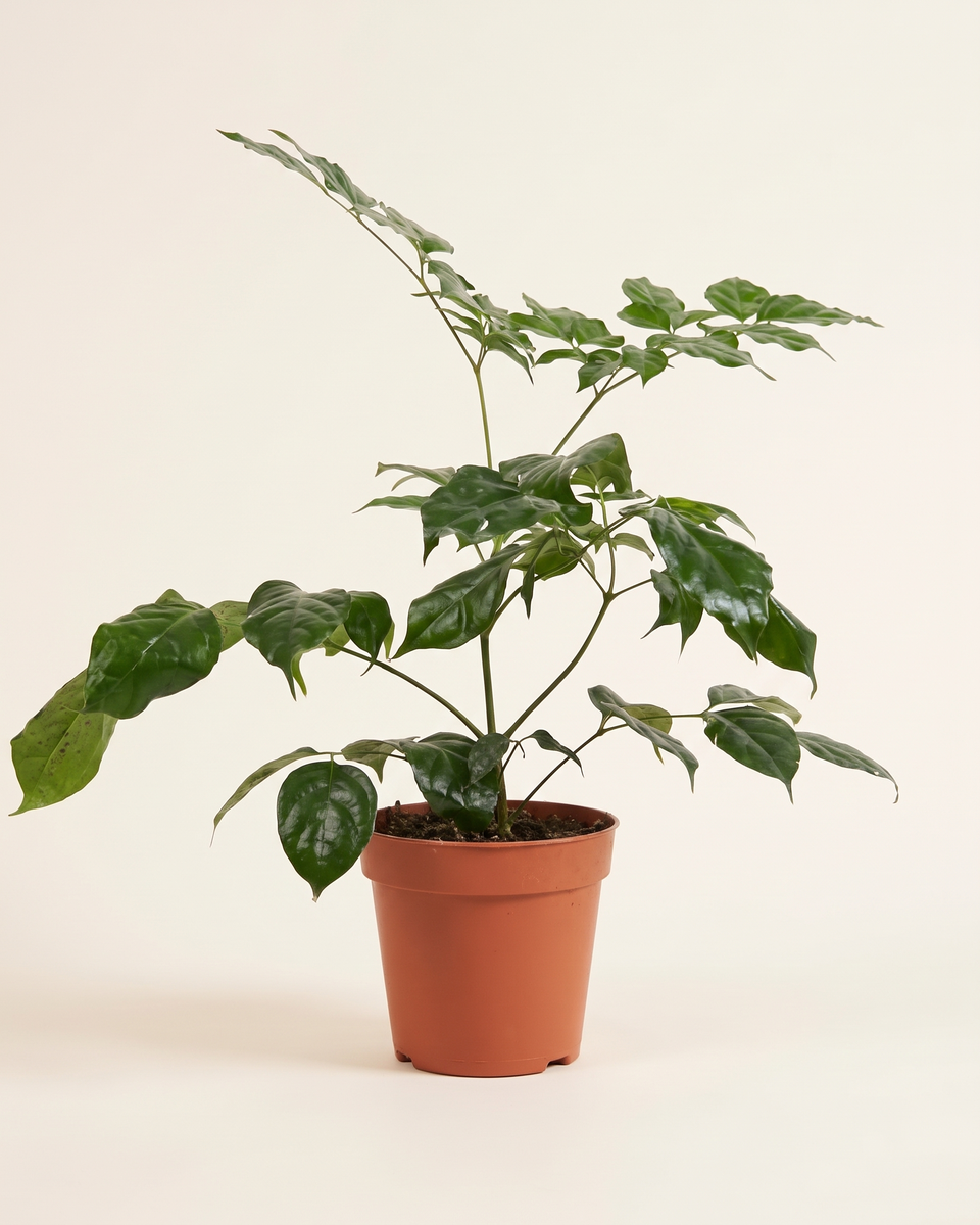 Radermachera China Doll Bush (Young) راديرماكيرا تشاينا دول