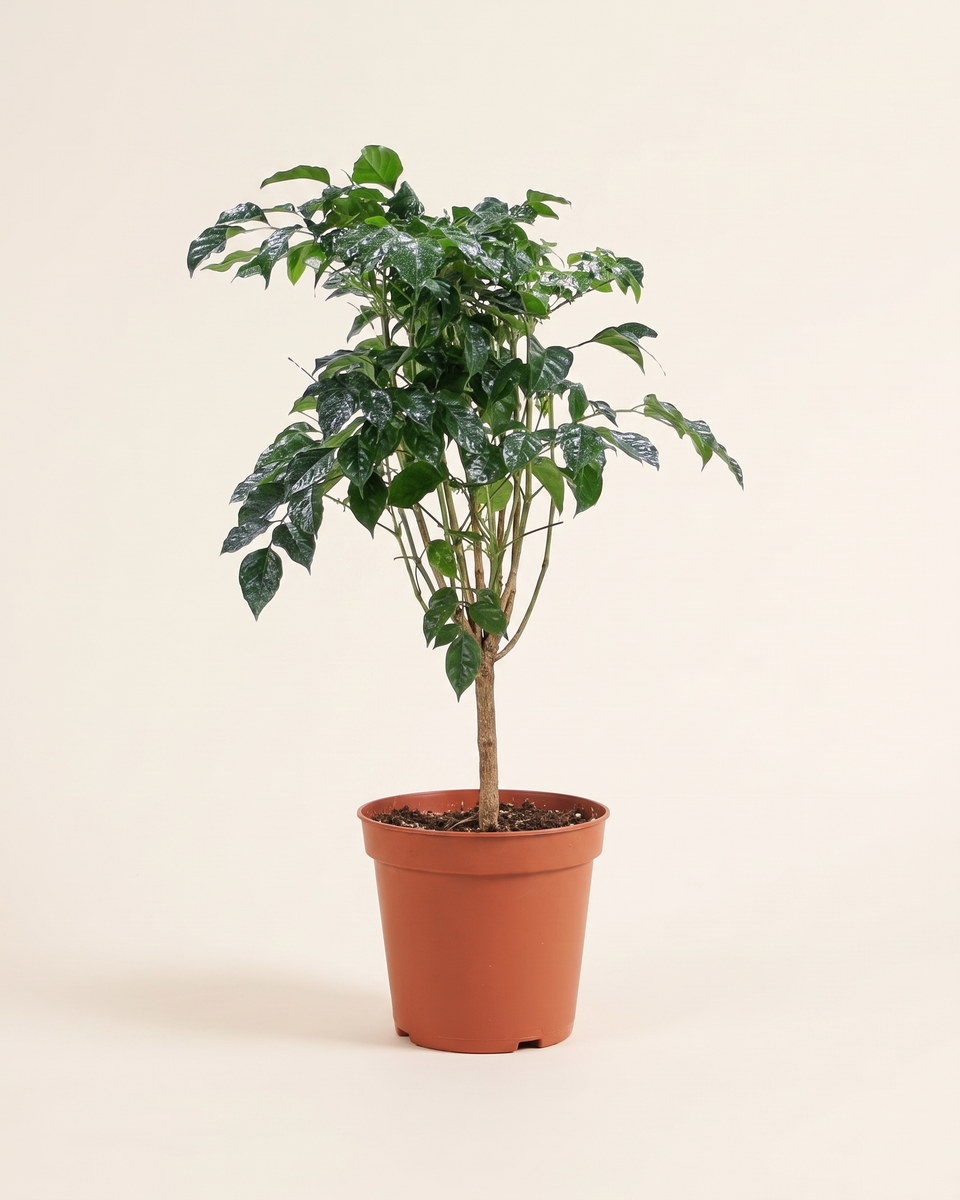 Radermachera China Doll Bush (Young) راديرماكيرا تشاينا دول