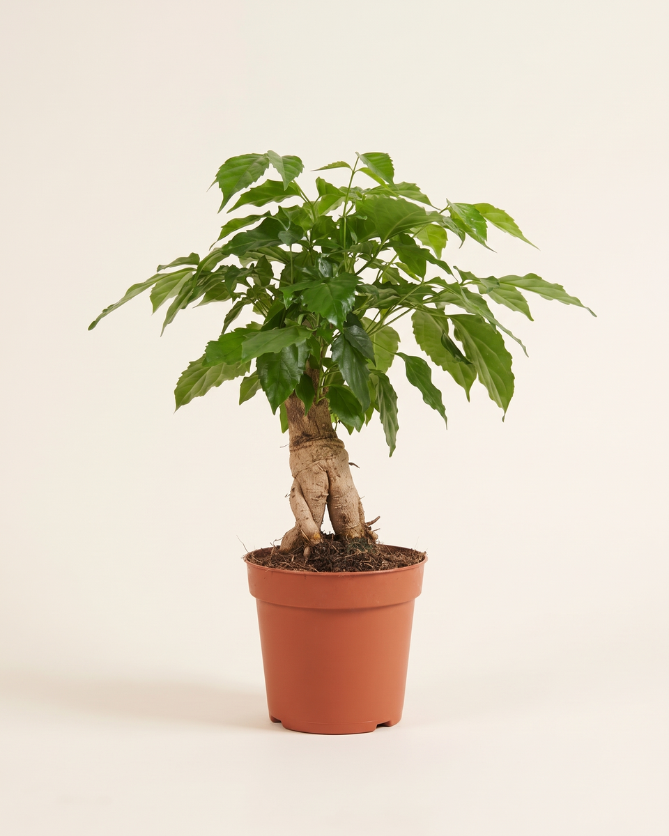 Radermachera China Doll Single Trunk Tree (Young) راديرماكيرا تشاينا دول