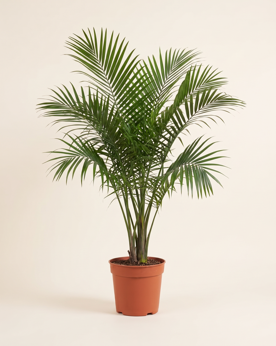 Ravenea Rivularis Single Crown رافينيا ريفولاريس