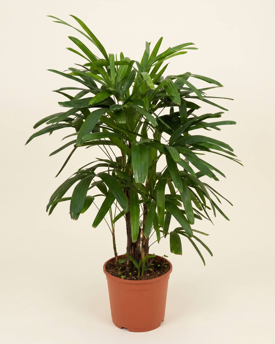 Rhapis Excelsa Clump رابيس إكسلسا (نخيل السيدة)