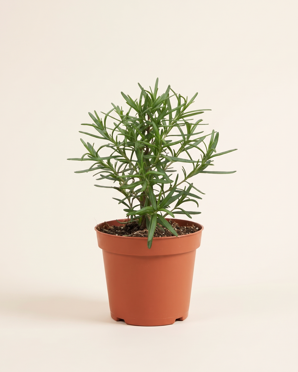 Rosmarinus Officinalis Bush إكليل الجبل