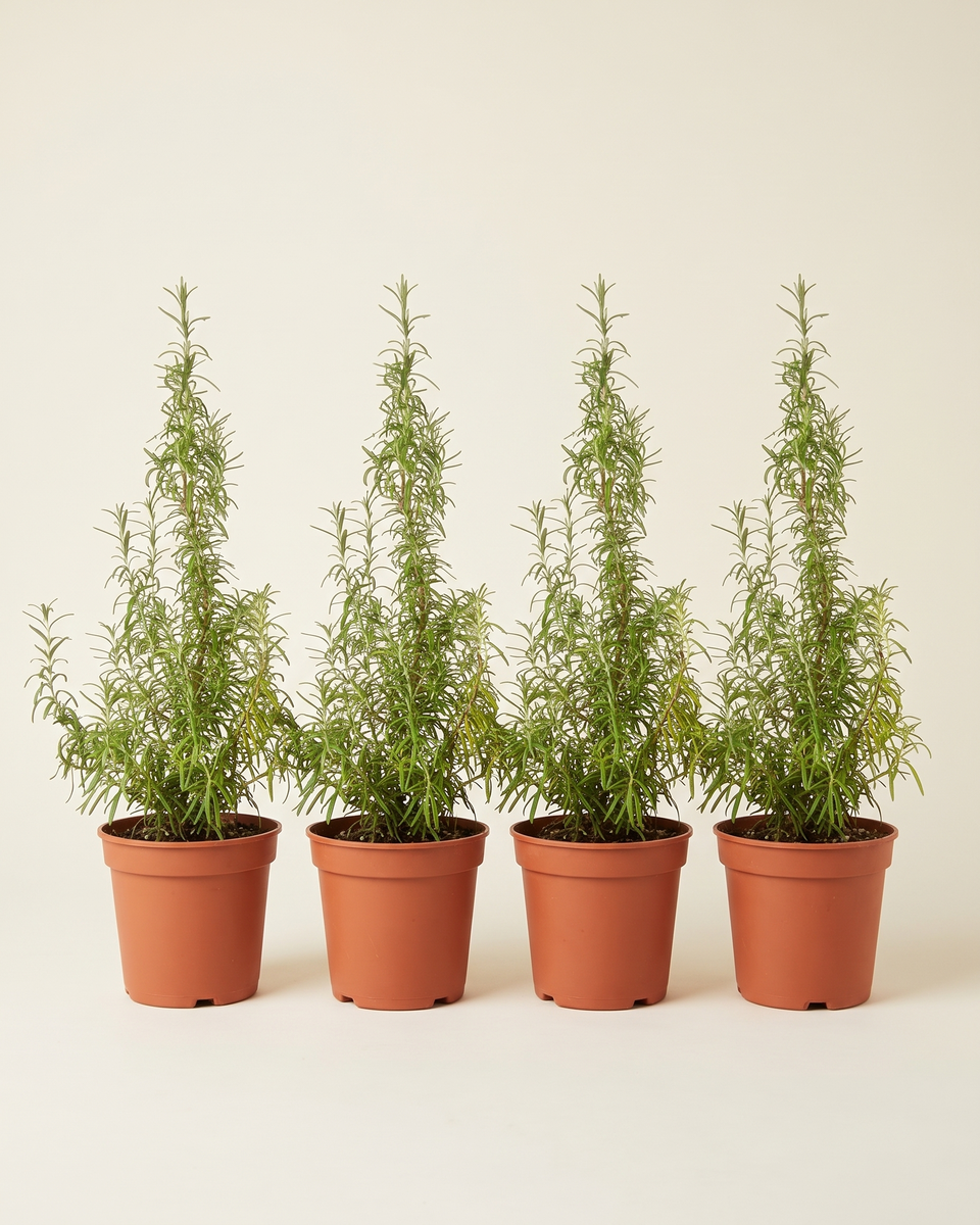 Rosmarinus Officinalis Bush Set of 4 إكليل الجبل