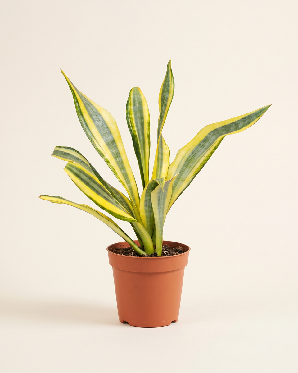 Sansevieria Aubrytiana Yellowstone Clump (Young) سانسيفيريا يلوستون