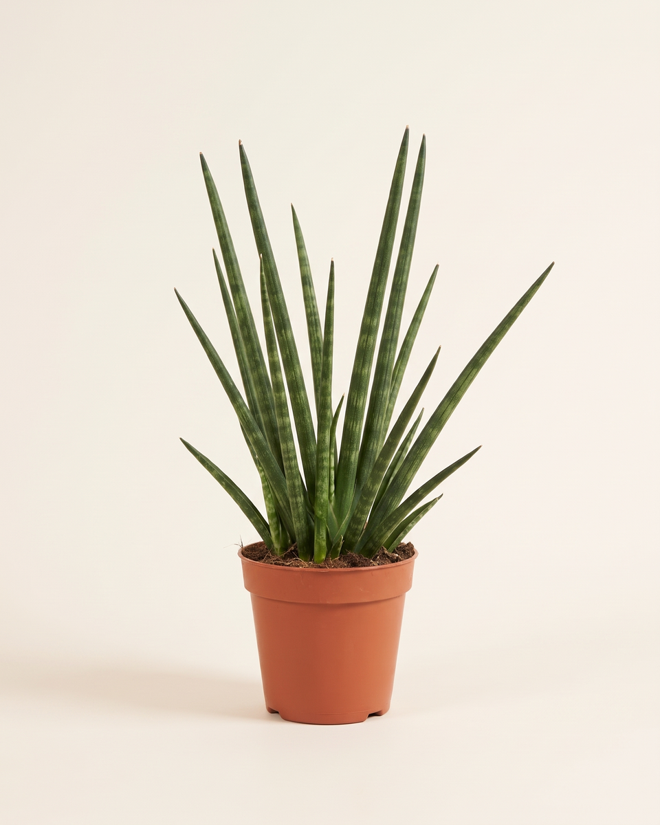Sansevieria Cylindrica Clump (Young) سانسيفيريا سيليندريكا