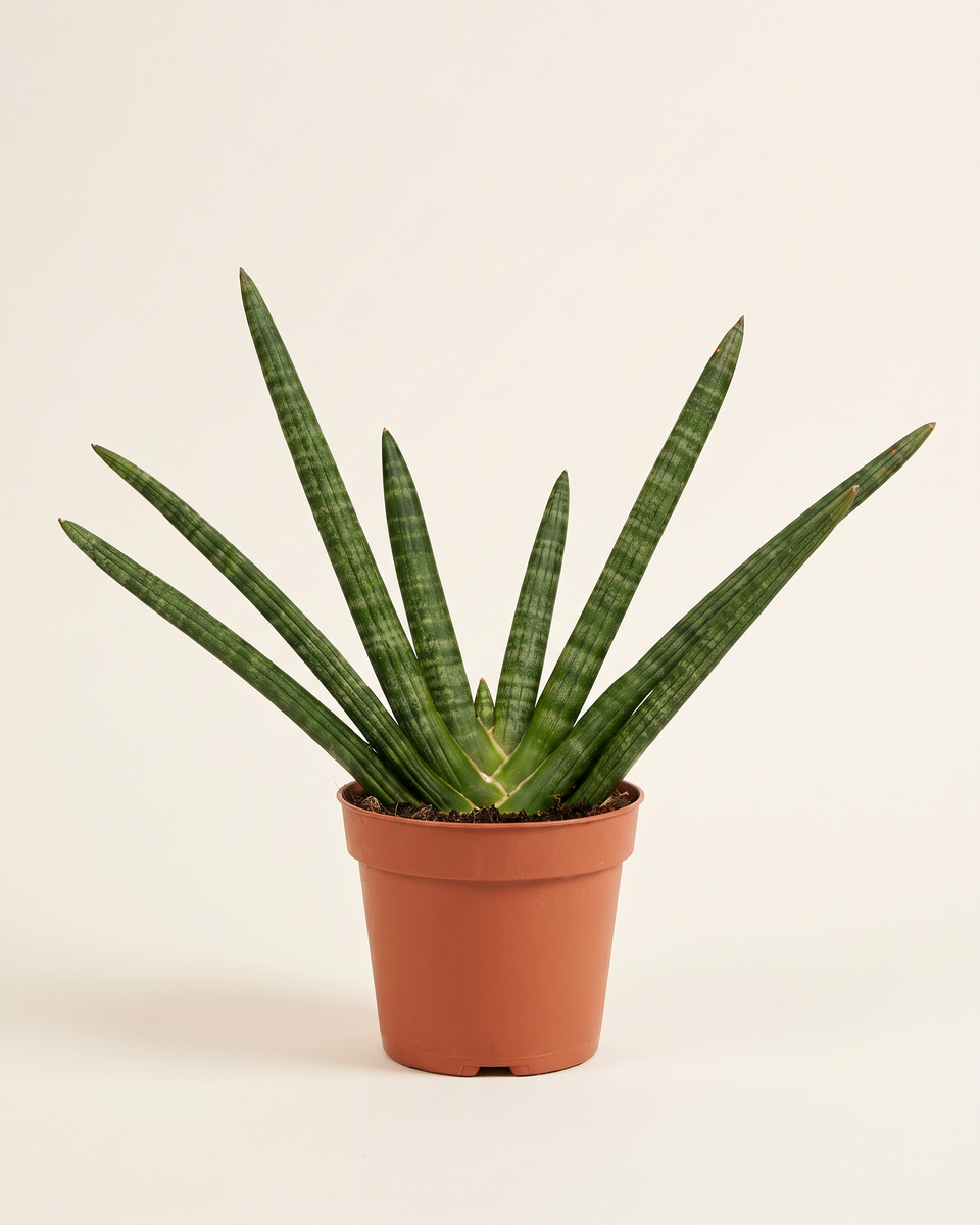 Sansevieria Fingered Clump (Young) سانسيفيريا فينجرد