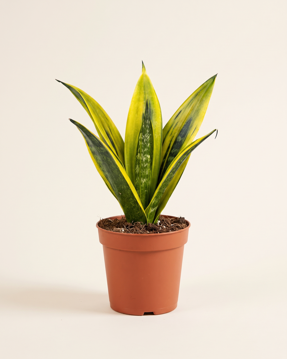 Sansevieria Golden Flame Clump (Young) سانسيفيريا جولدن فليم