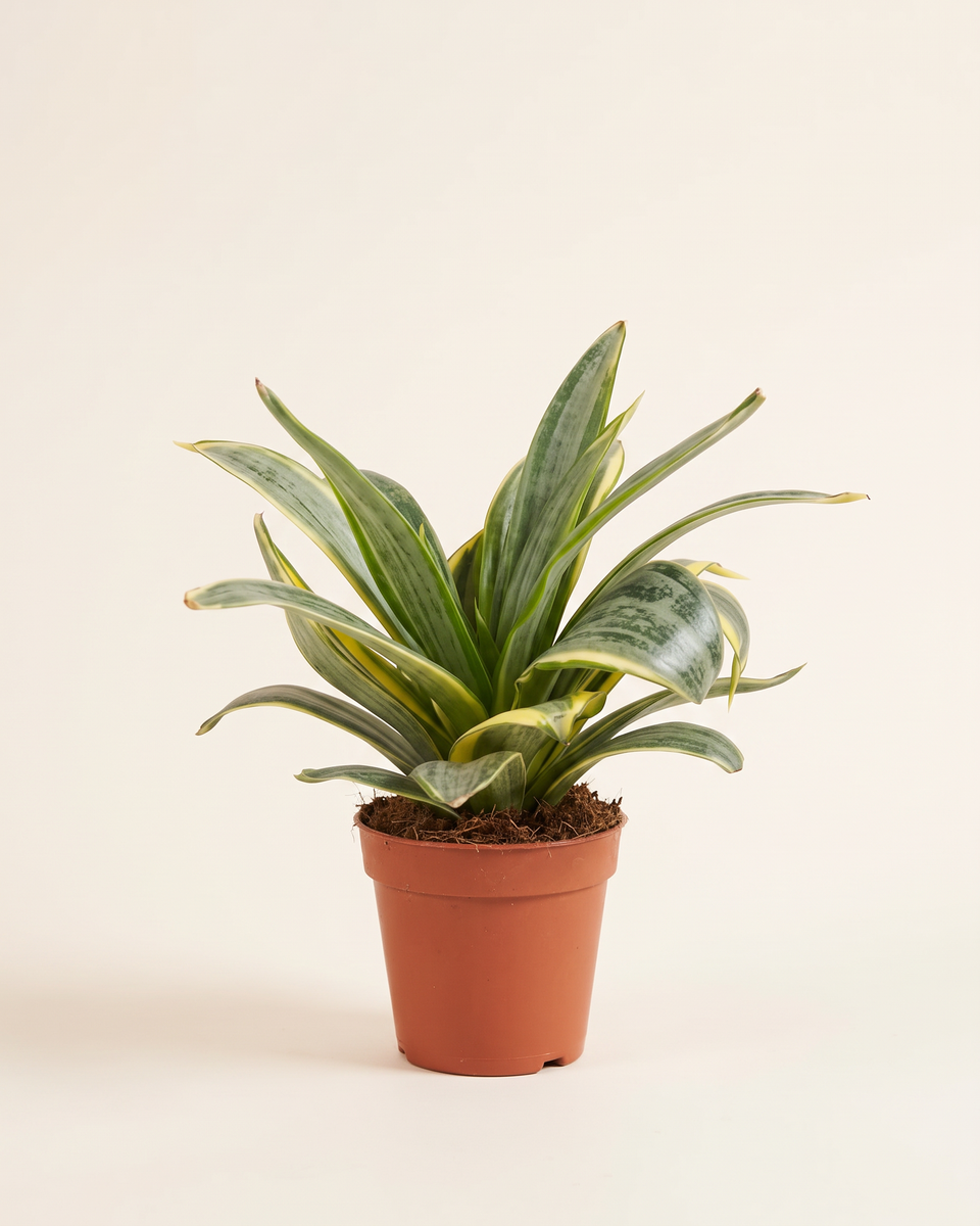 Sansevieria Golden Wendy Clump (Young) سانسيفيريا جولدن ويندي