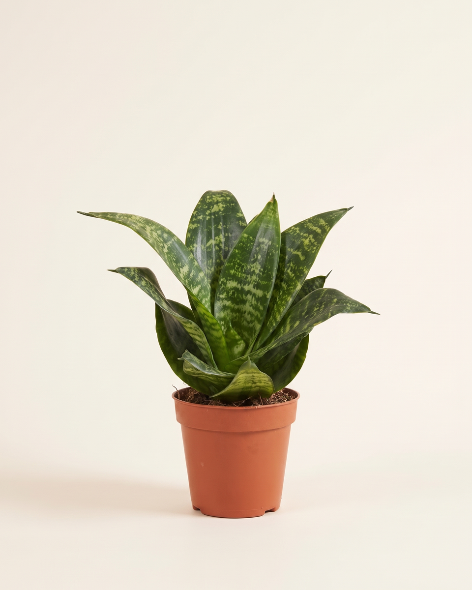 Sansevieria Hahnii Green Clump (Young) سانسيفيريا هاني أخضر