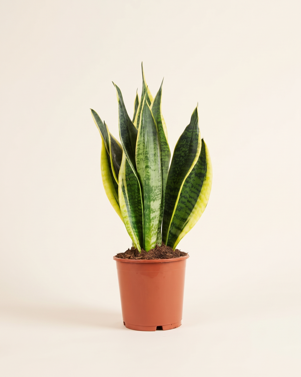 Sansevieria Laurentii Clump (Young) سانسيفيريا لورينتي
