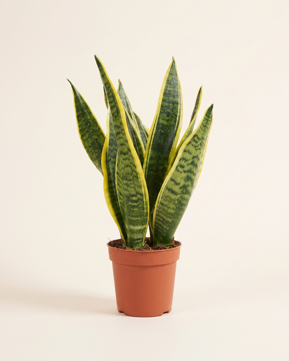 Sansevieria Laurentii Clump (Young) سانسيفيريا لورينتي