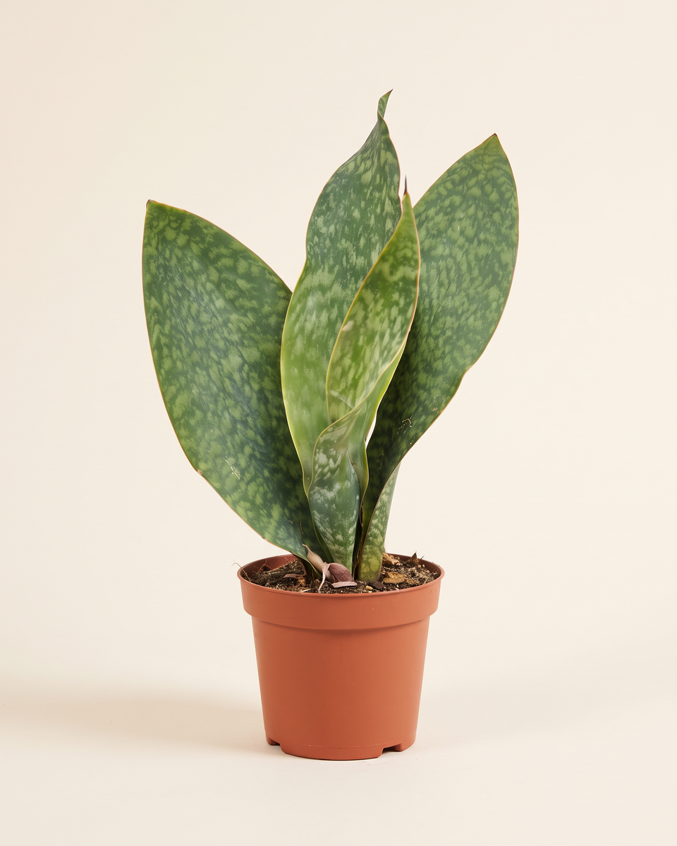 Sansevieria Whale Fin Clump (Young) سانسيفيريا ويل فين