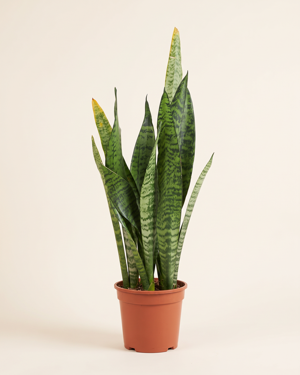 Sansevieria Zeylanica Clump (Young) سانسيفيريا زيلانيكا
