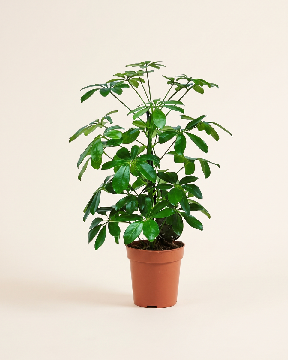 Schefflera Arboricola Bush (Young) شيفليرا أربوريكولا