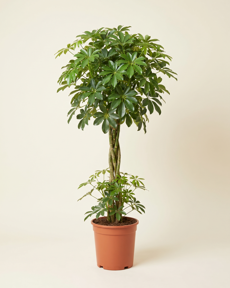 Schefflera Arboricola Standard Tree (Young) شيفليرا أربوريكولا