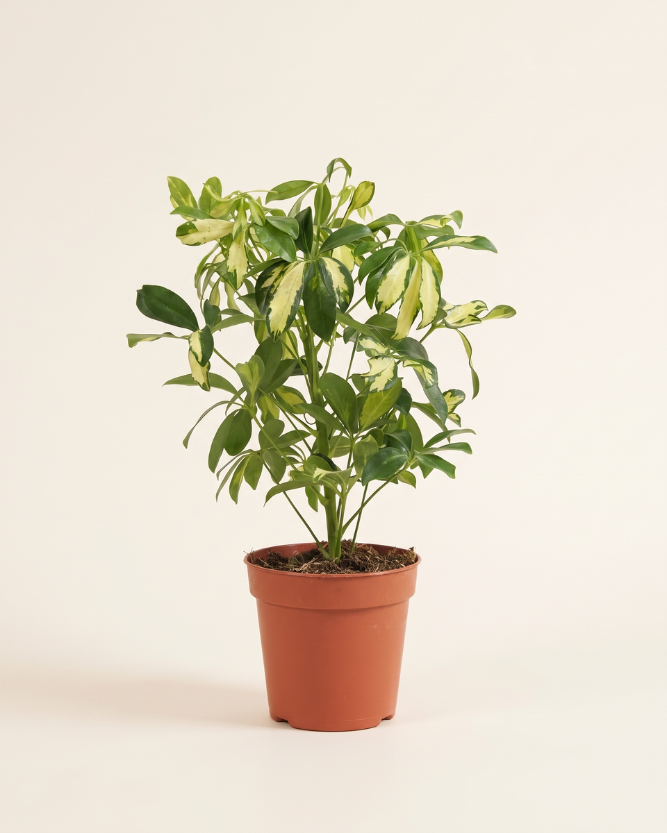 Schefflera Gerda Bush شيفليرا جيردا