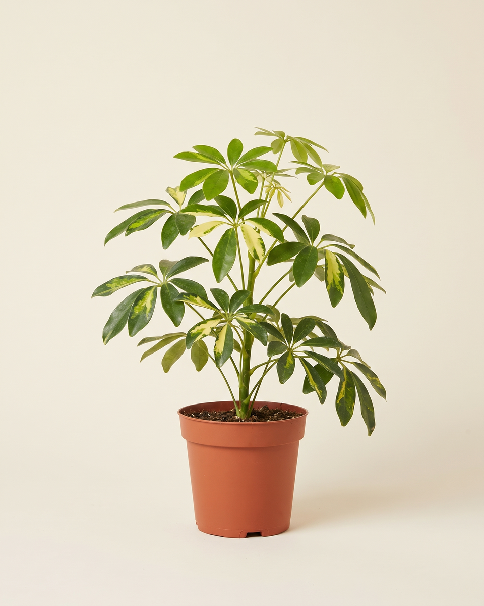 Schefflera Gold Capella Bush (Young) شيفليرا جولد كابيلا