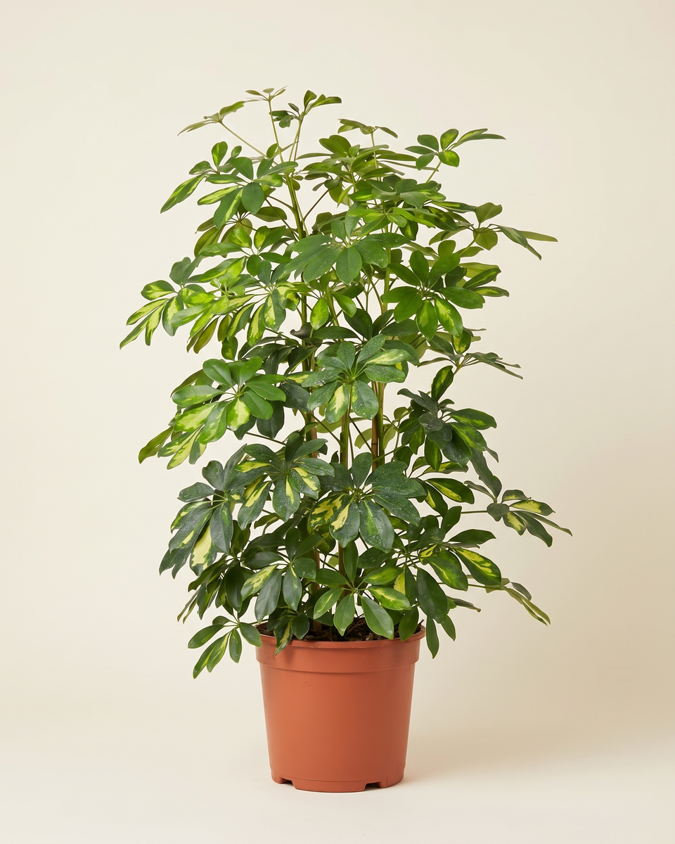 Schefflera Gold Capella Bush (Young) شيفليرا جولد كابيلا