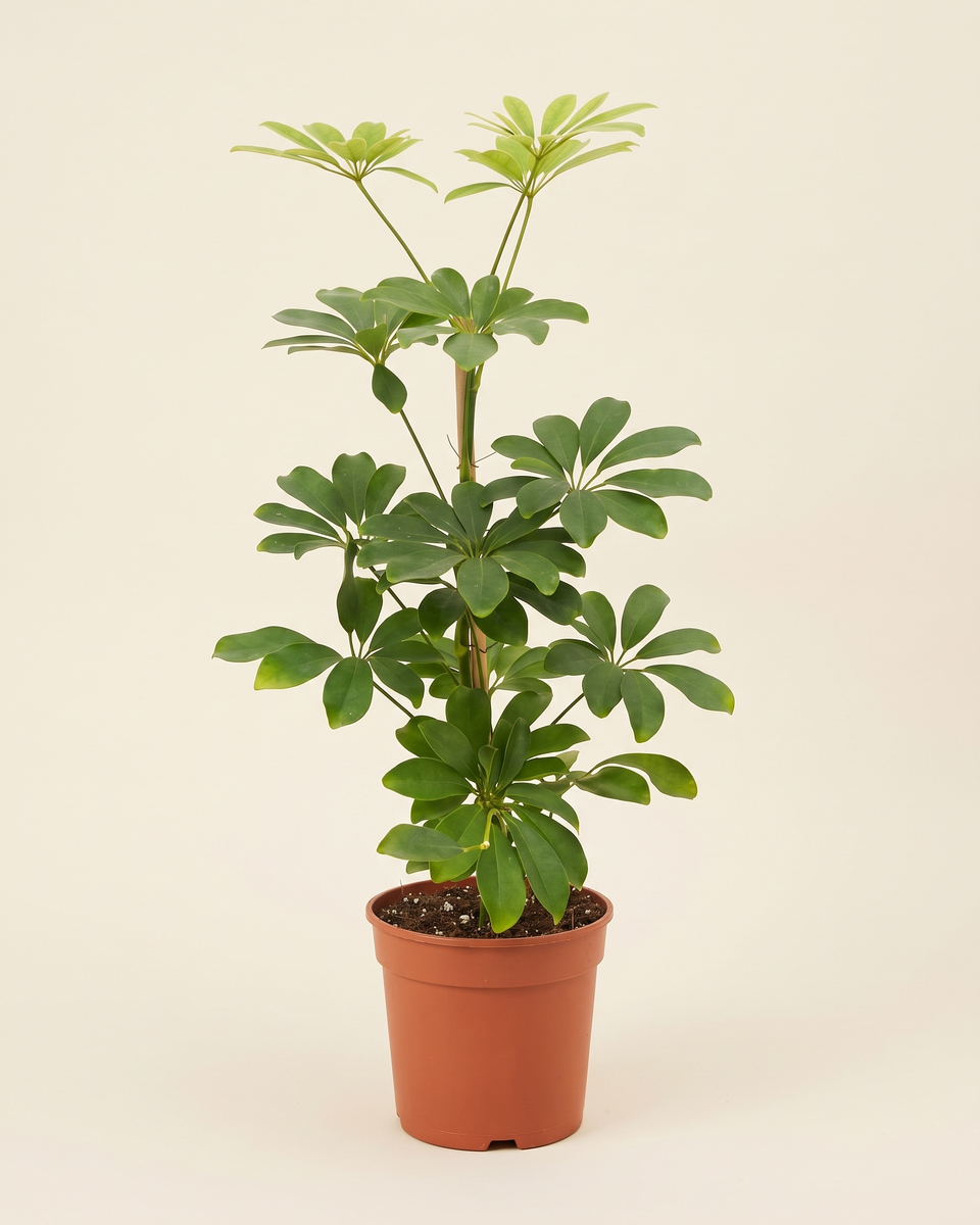 Schefflera Nora Bush (Young) شيفليرا نورا