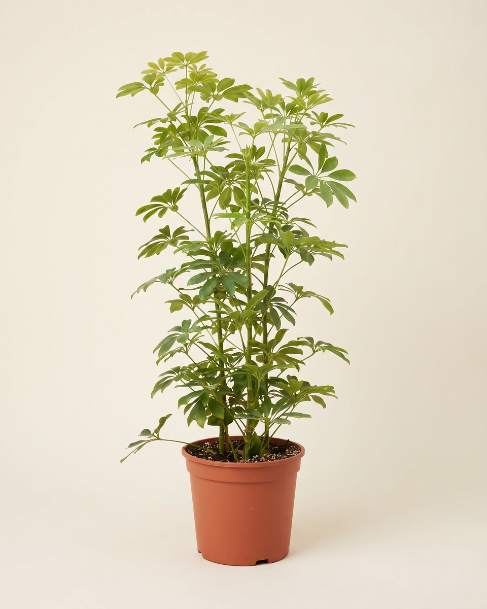 Schefflera Nora Bush (Young) شيفليرا نورا