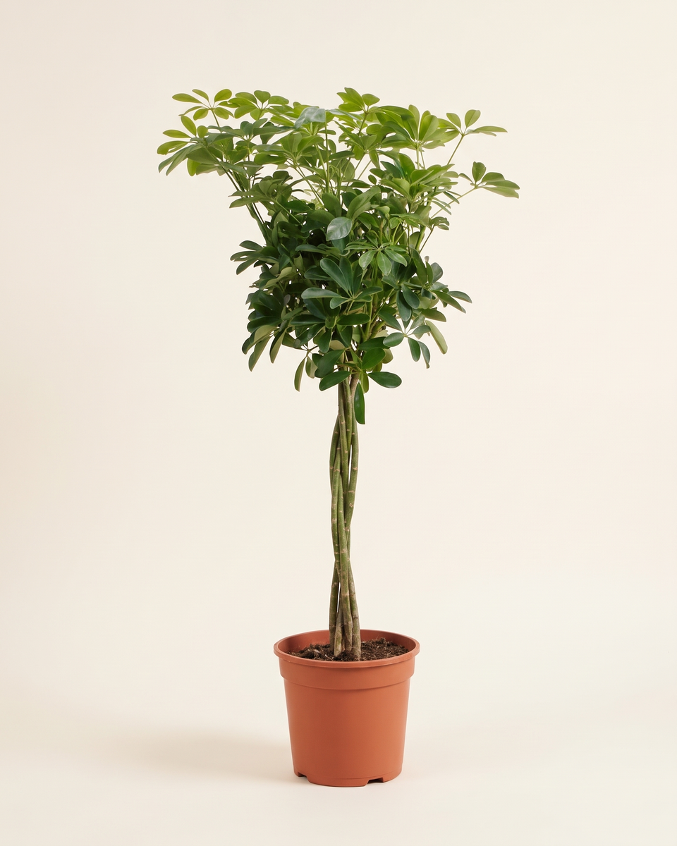 Schefflera Nora Standard Tree (Young) شيفليرا نورا