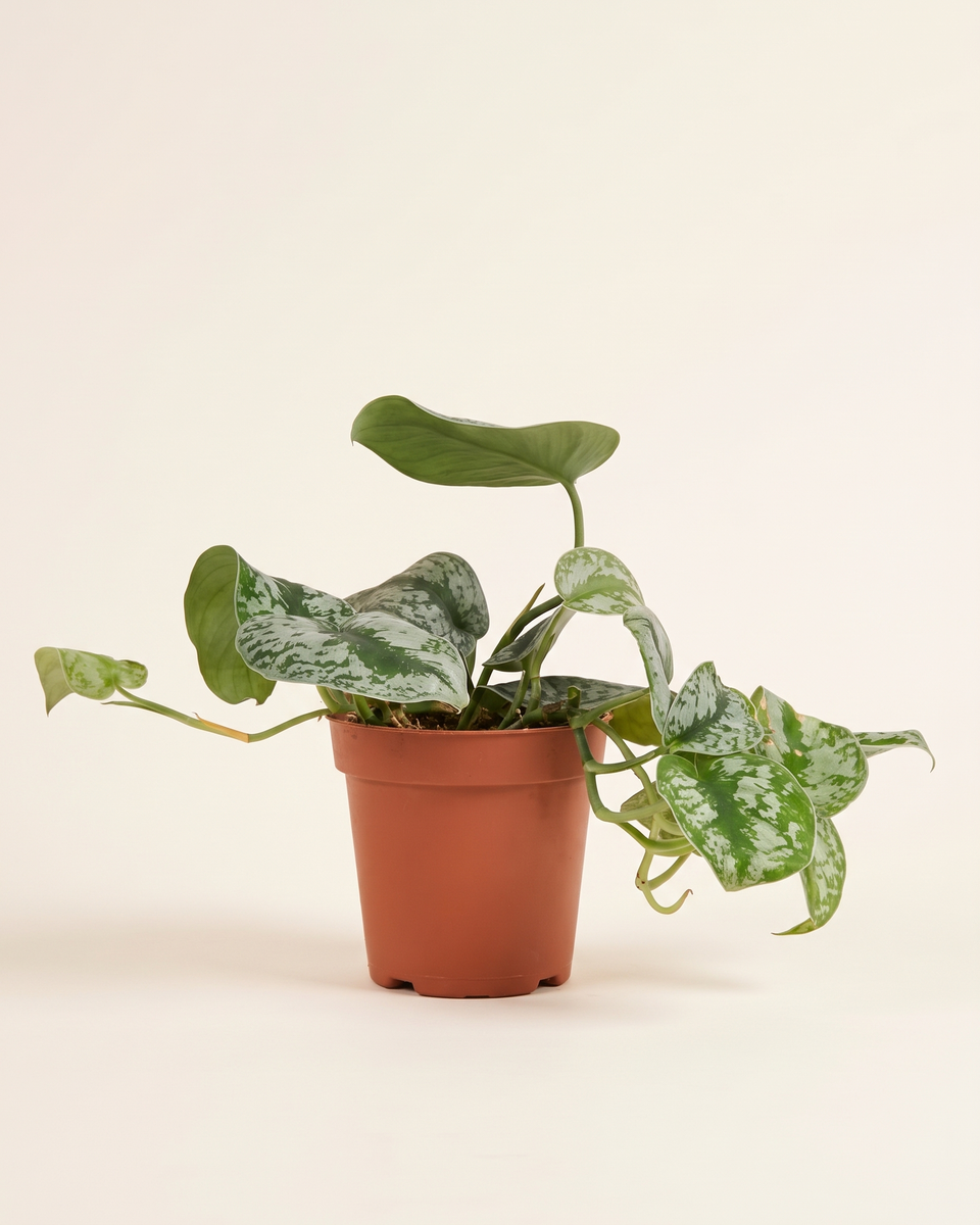 Scindapsus Trebie Trailing (Young) سيندابسوس تريبي