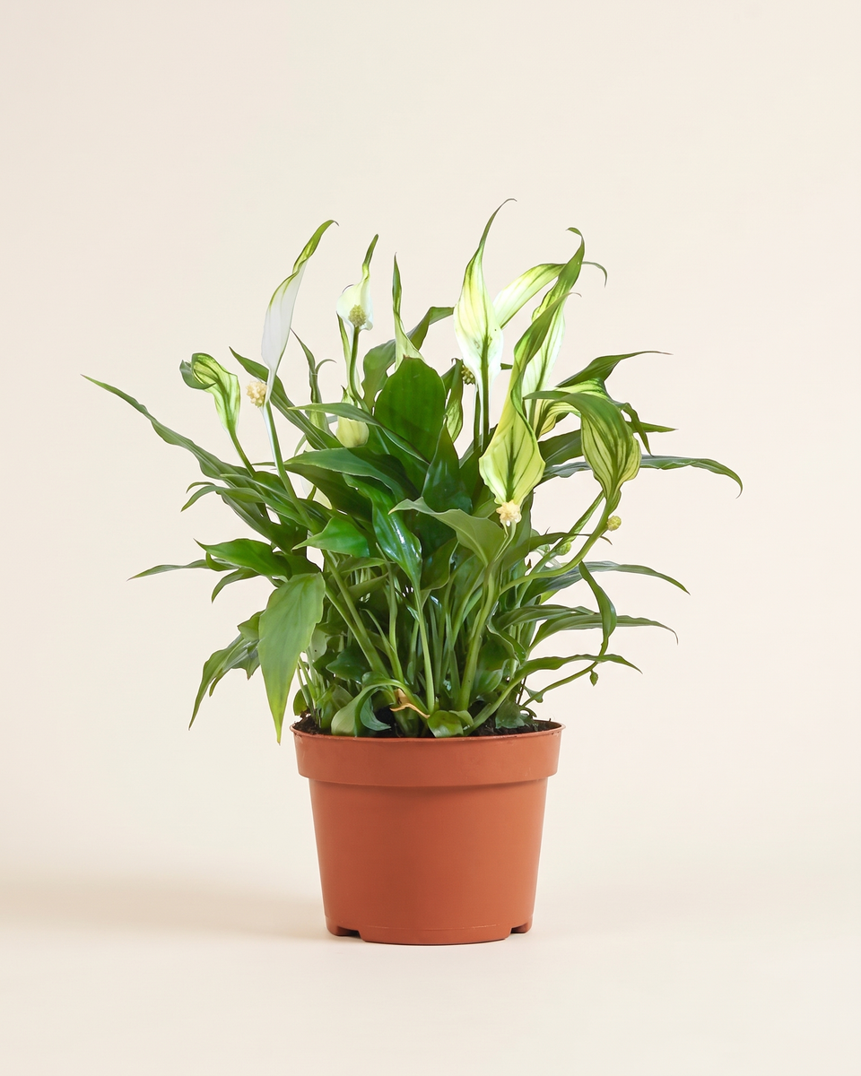Spathiphyllum Chopin Clump (Young) سباثيفيلوم شوبان