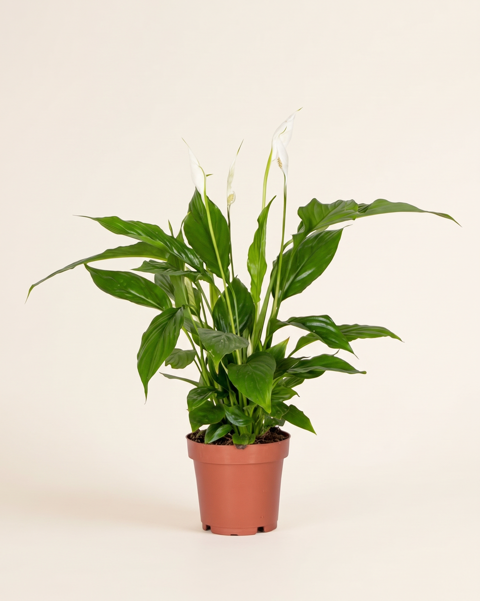 Spathiphyllum Torelli Clump (Young) سباثيفيلوم توريلي