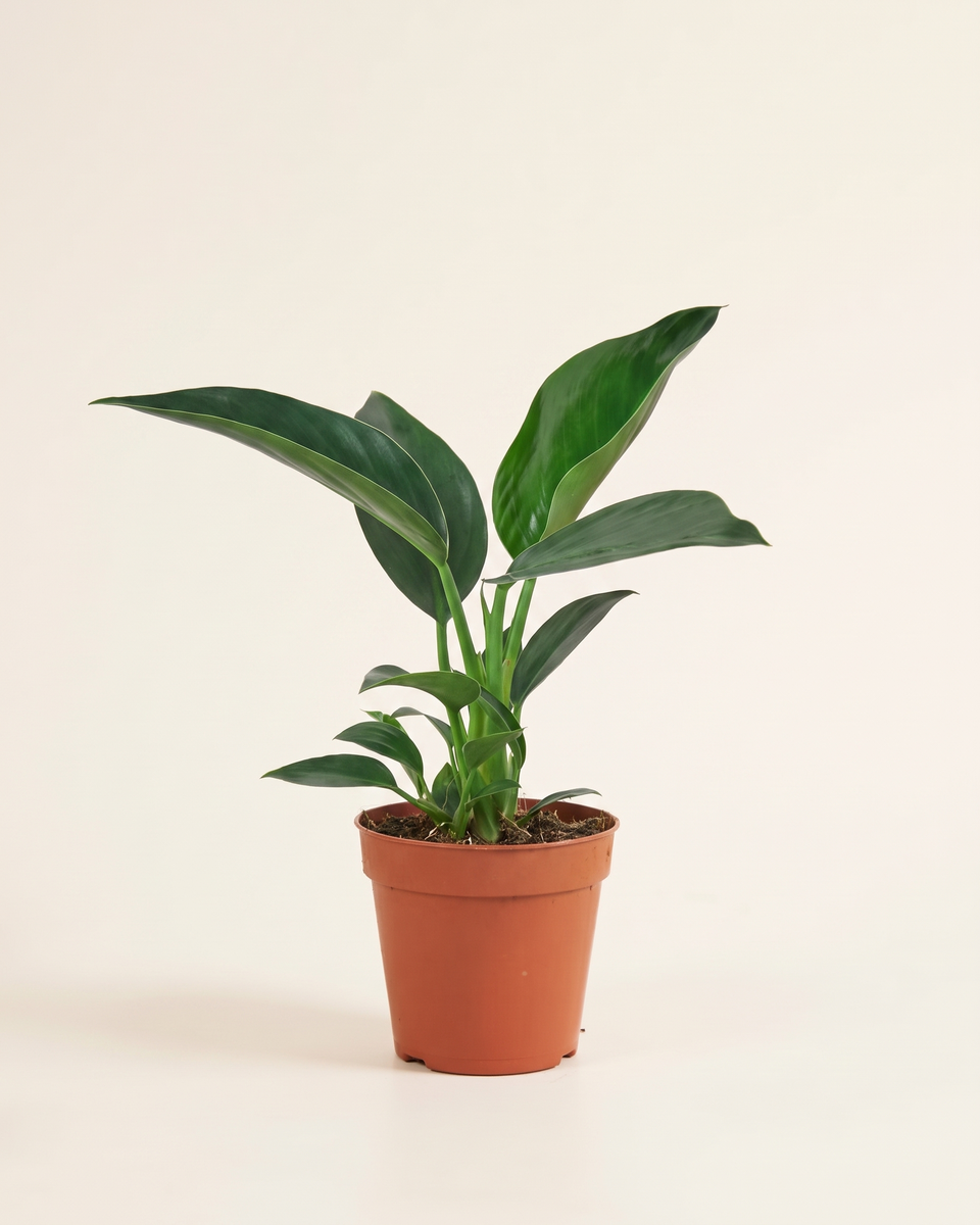 Strelitzia Reginae Clump (Young) سترليتزيا ريجيناي